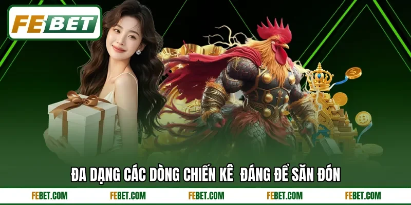 Đa dạng các dòng chiến kê  đáng để săn đón