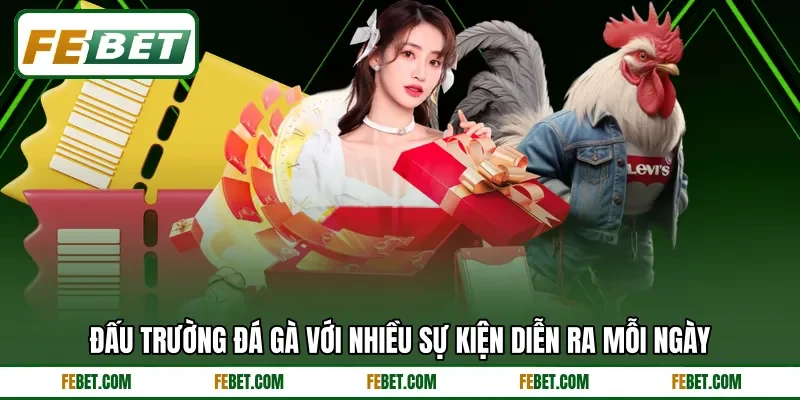 Đấu trường đá gà với nhiều sự kiện diễn ra mỗi ngày