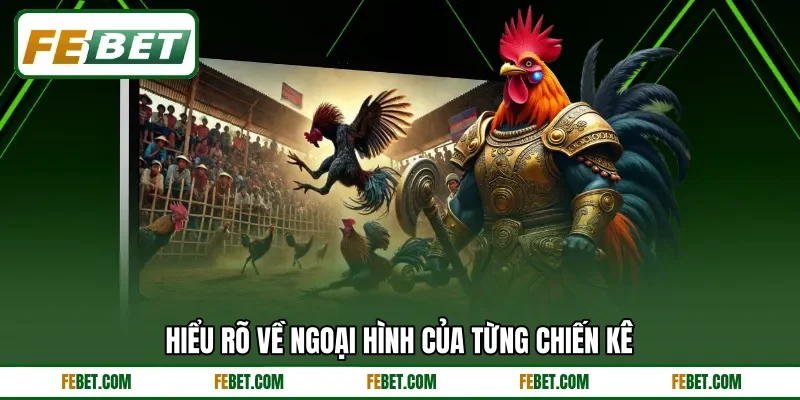 Hiểu rõ về ngoại hình của từng chiến kê Hiểu rõ về ngoại hình của từng chiến kê