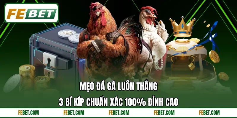 Mẹo Đá Gà Luôn Thắng | 3 Bí Kíp Chuẩn Xác 100% Đỉnh Cao